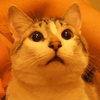 [User Picture Icon]