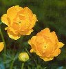 ashpi [userpic]