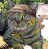 imp_67219: cat-war