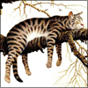 imp_120998: cat