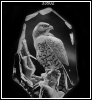 imp_45155: jeffrey_icehawk