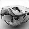 imp_13388: череп