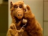 alf_pachino