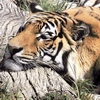 [User Picture Icon]