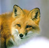 old_fox